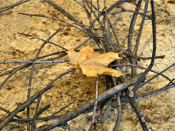 twig2 (640x480, 697Kb)