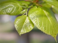 leaves_plant_97.jpg